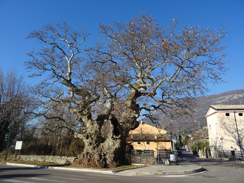 Platanus orientalis - loc. Platano (VR)